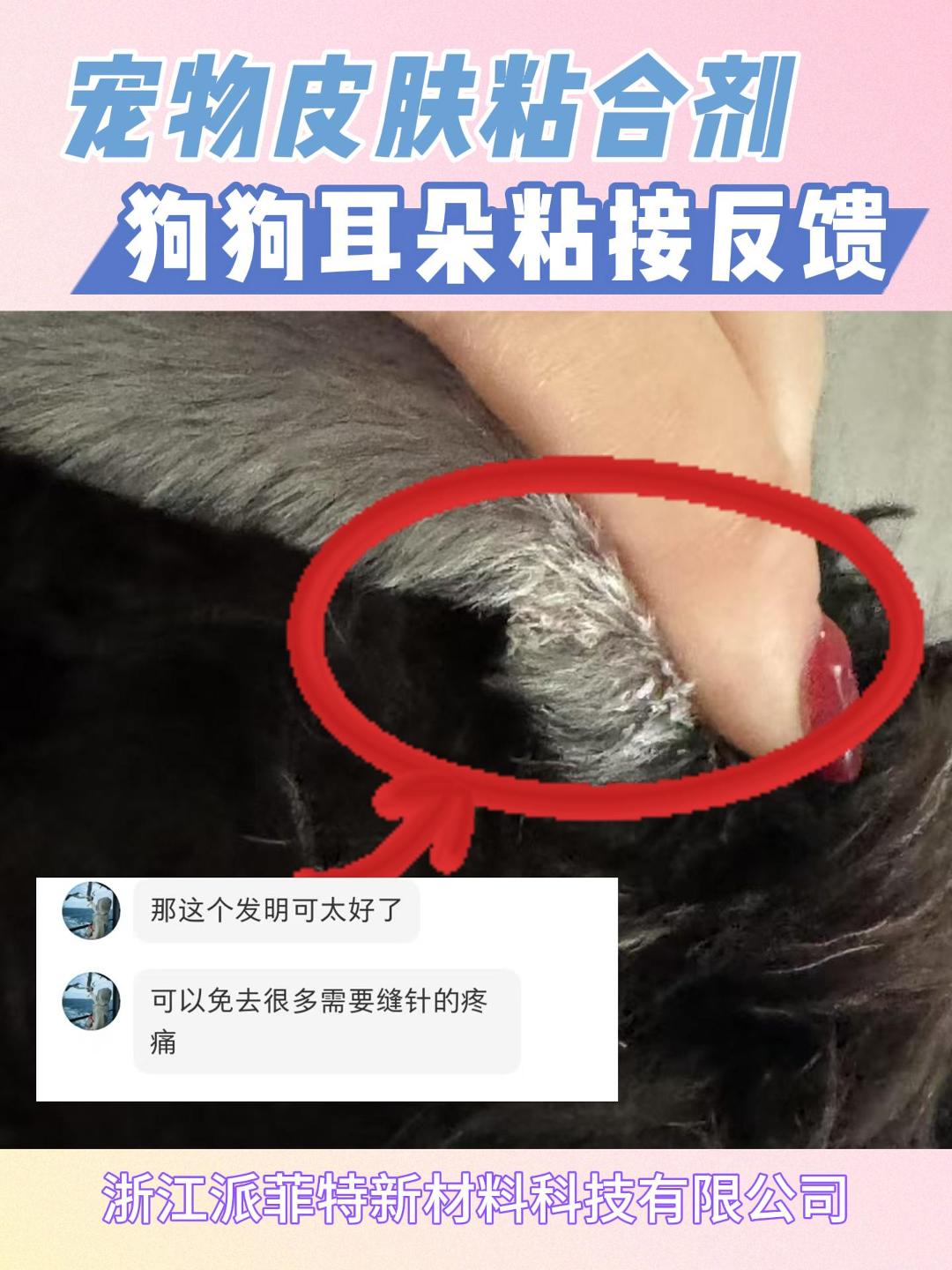 【真实案例】狗狗耳朵伤口反复开裂流血 | VerGlu医用粘