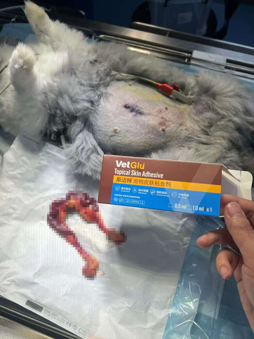 腹腔镜和宠物绝育：医用粘合剂临床应用效果反馈
