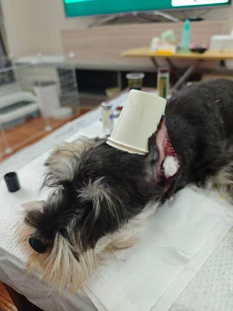 使用动物组织胶水闭合宠物立耳手术切口.jpg