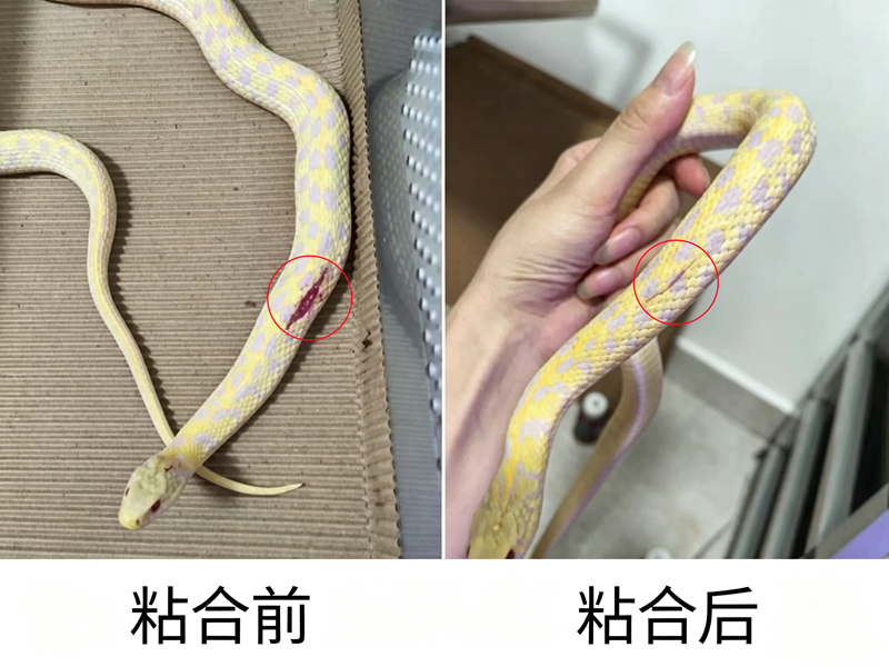 派菲特宠物医用胶闭合蛇体表伤口前后.png