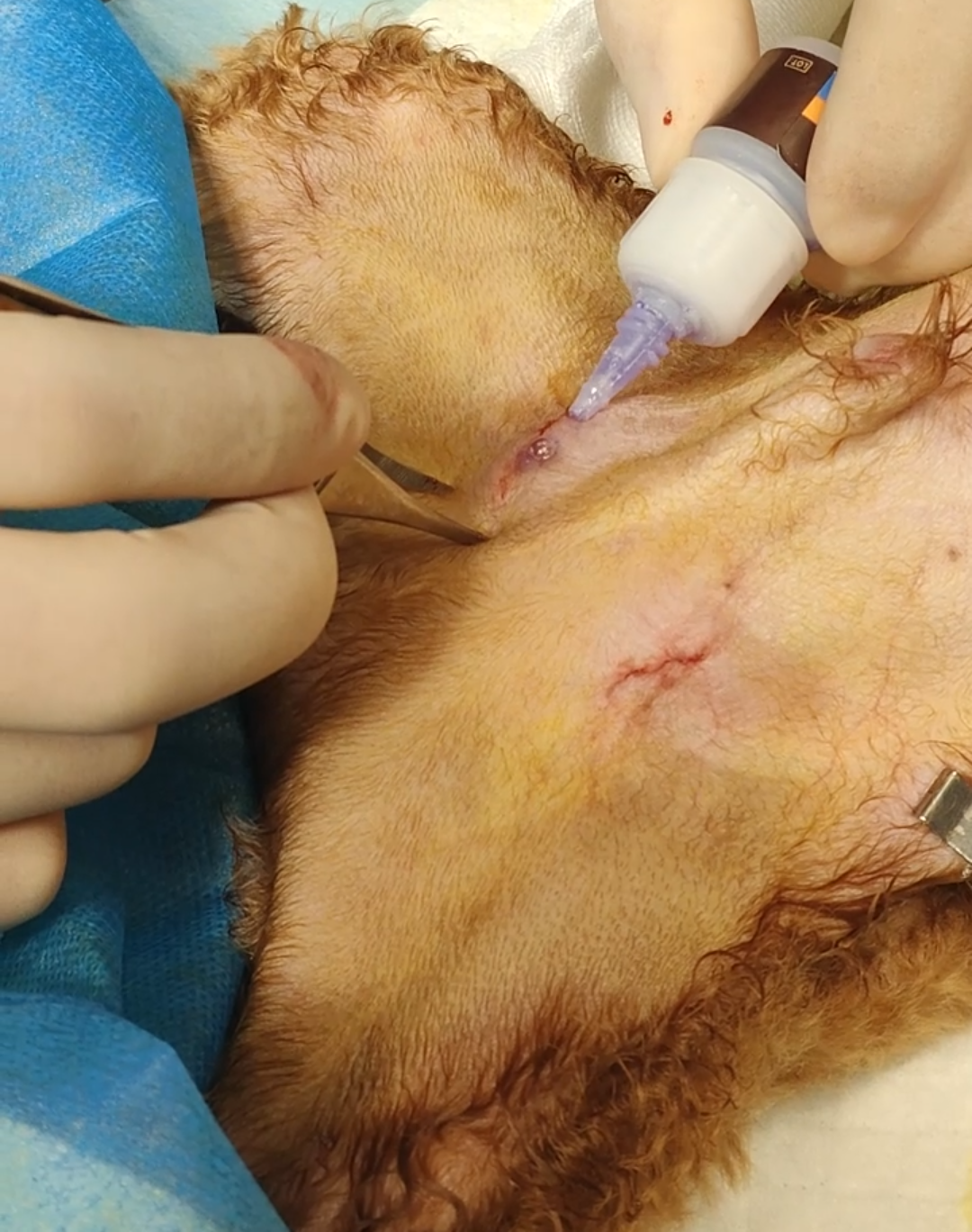 VetGlu®动物组织胶水用于柴犬双侧隐睾术切口闭合